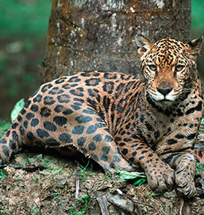 ペルー 熱帯雨林の保全