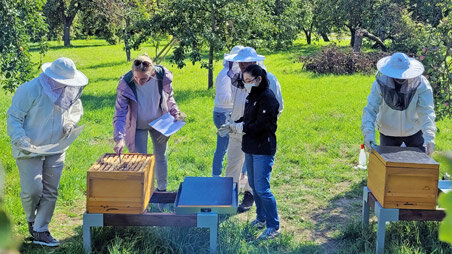 Creating a Sustainable Society with Honeybees