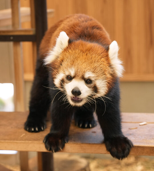 レッサーパンダ | 東山動植物園 飼育第一係 小林 瑛理子さん | スペシャルサイト“ブラザーSDGsストーリー”