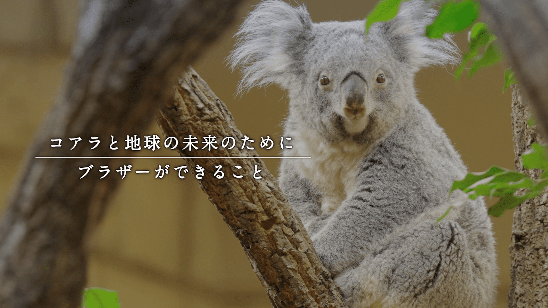 ドキュメント映像「コアラ来園40年の軌跡」の制作・寄贈をしました